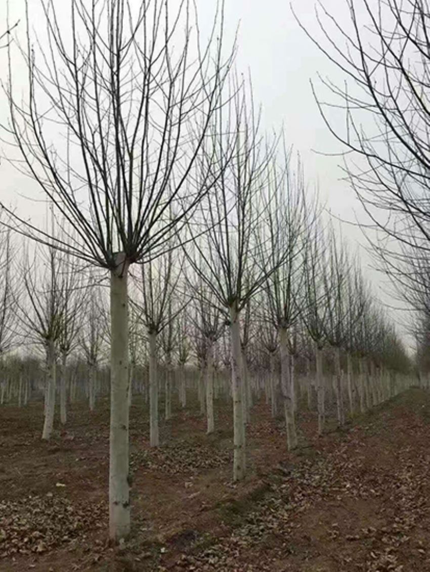 點擊查看詳細信息<br>標(biāo)題：法桐 閱讀次數(shù)：3246